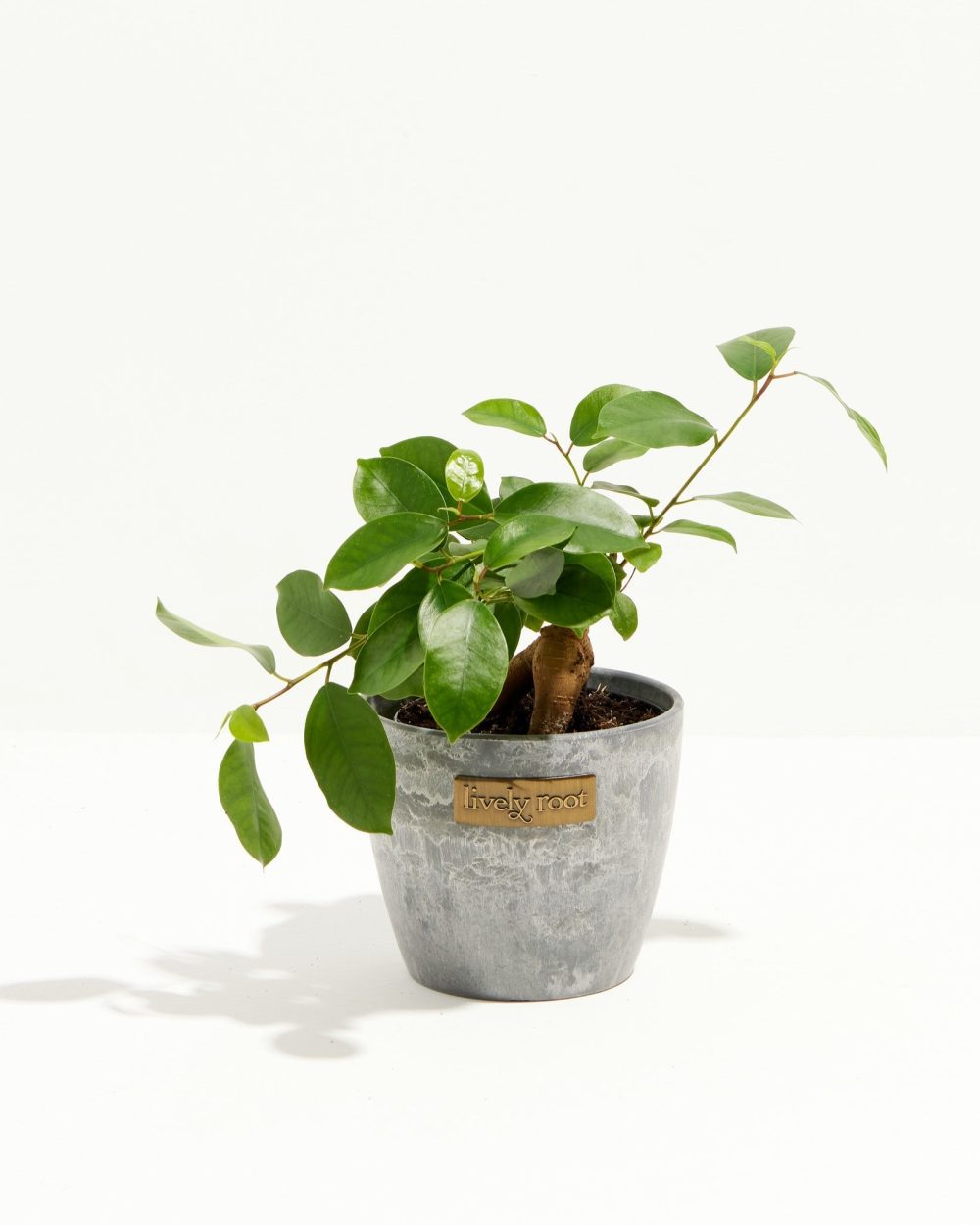 Ficus Benjamina Midnight Braid - Image 15