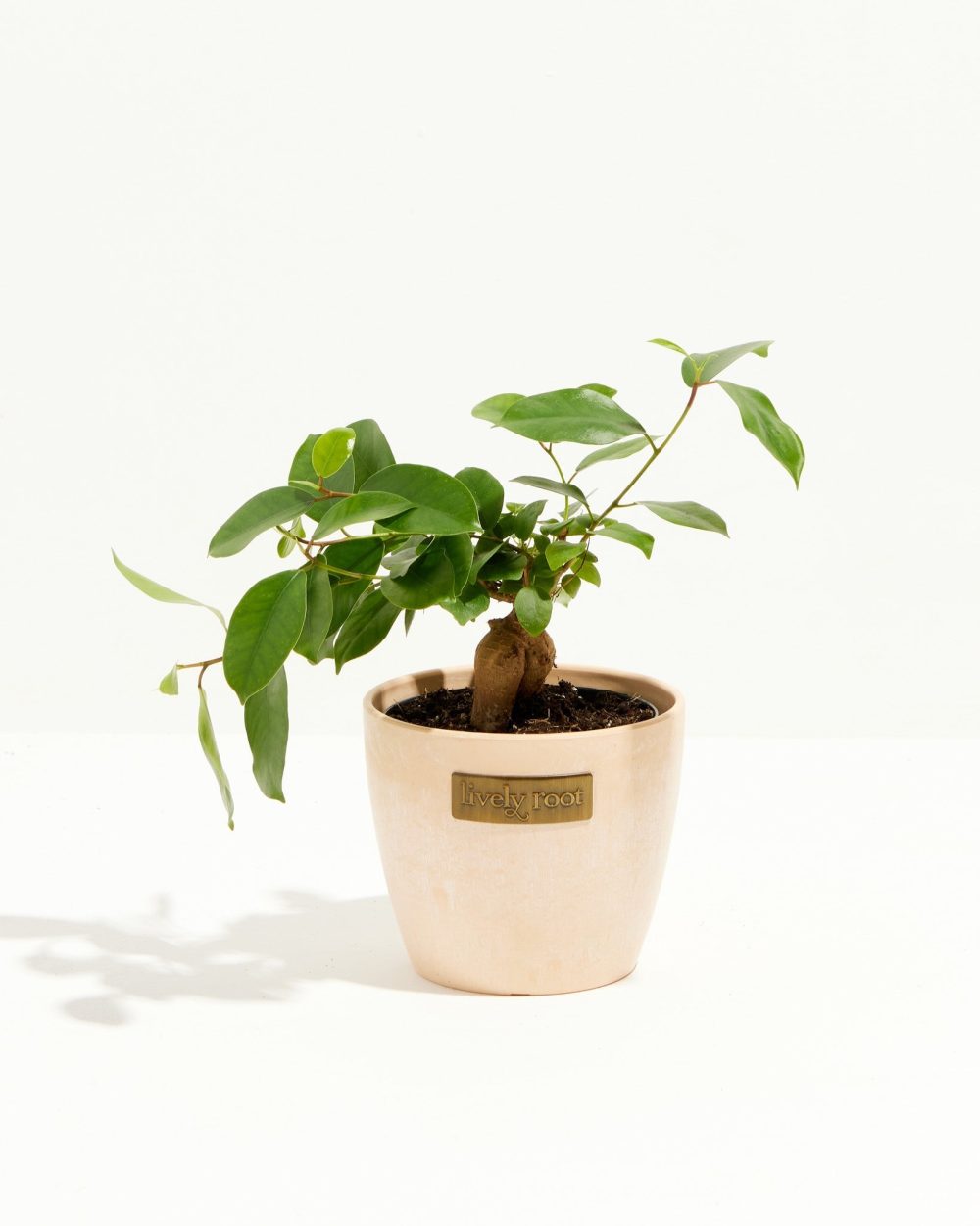 Ficus Benjamina Midnight Braid - Image 17