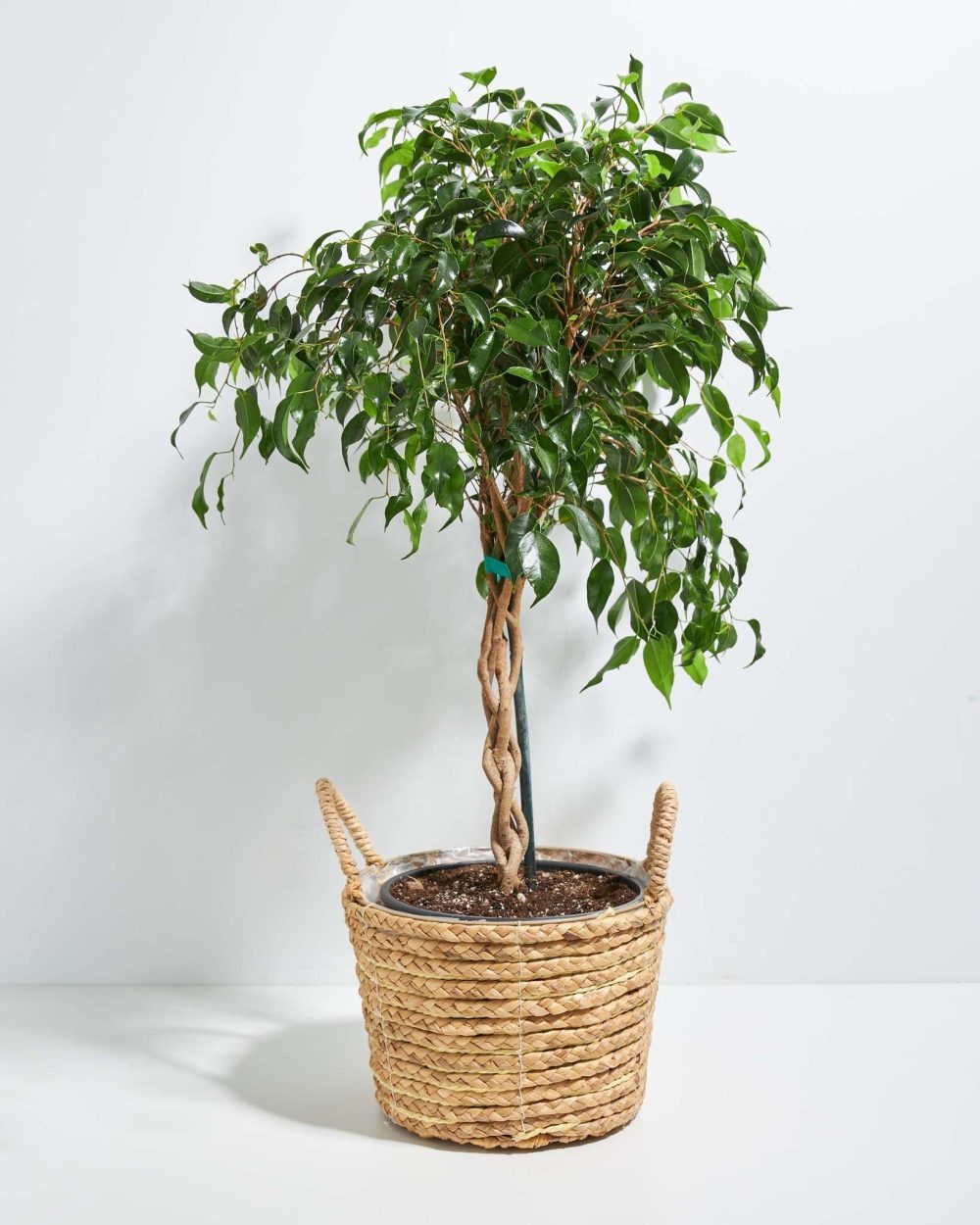 Ficus Benjamina Midnight Braid - Image 28
