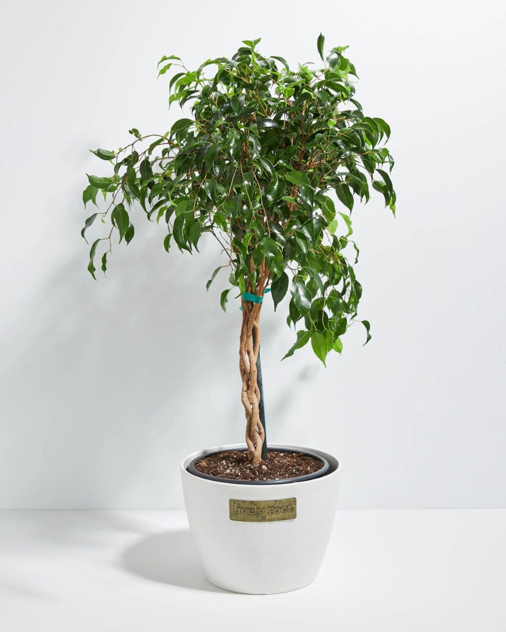 Ficus Benjamina Midnight Braid - Image 20