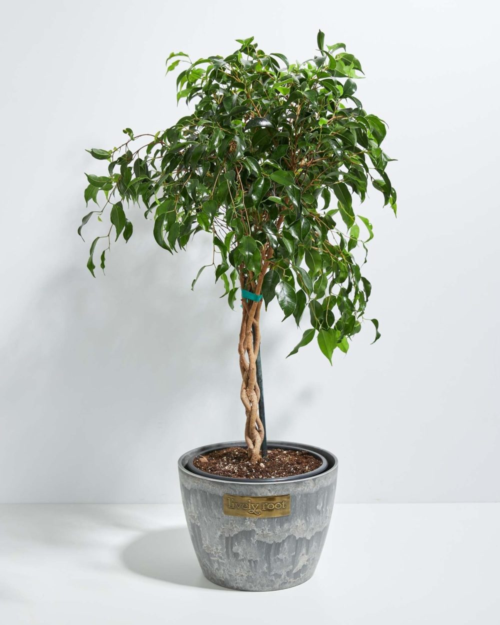 Ficus Benjamina Midnight Braid - Image 21