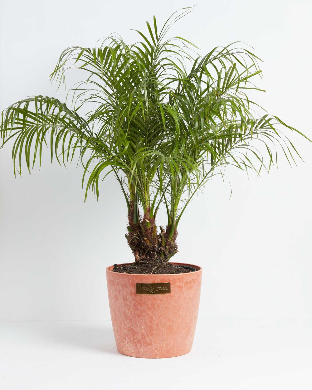 Pygmy Date Palm - Image 6