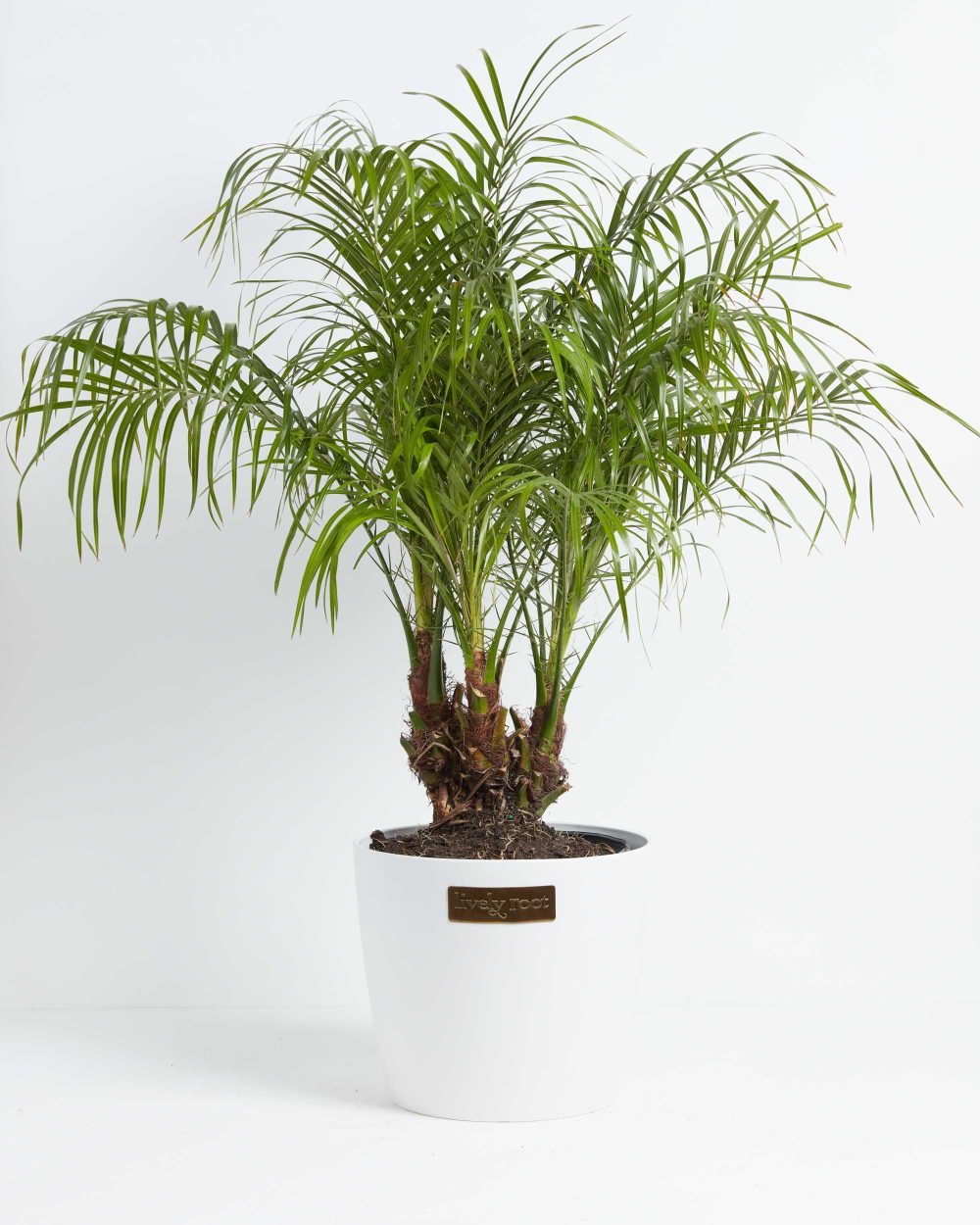 Pygmy Date Palm - Image 4