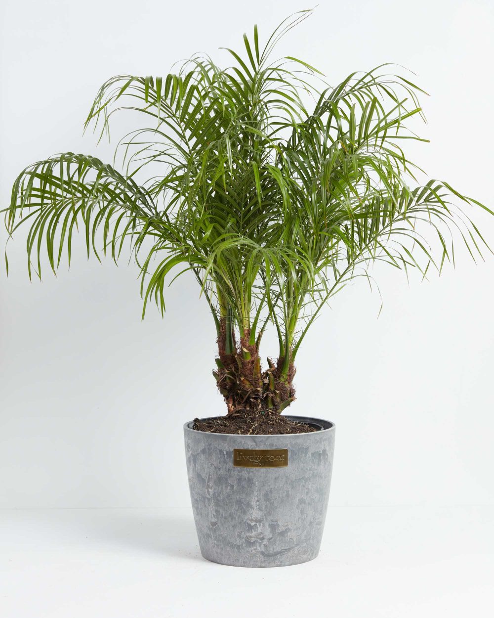 Pygmy Date Palm - Image 5