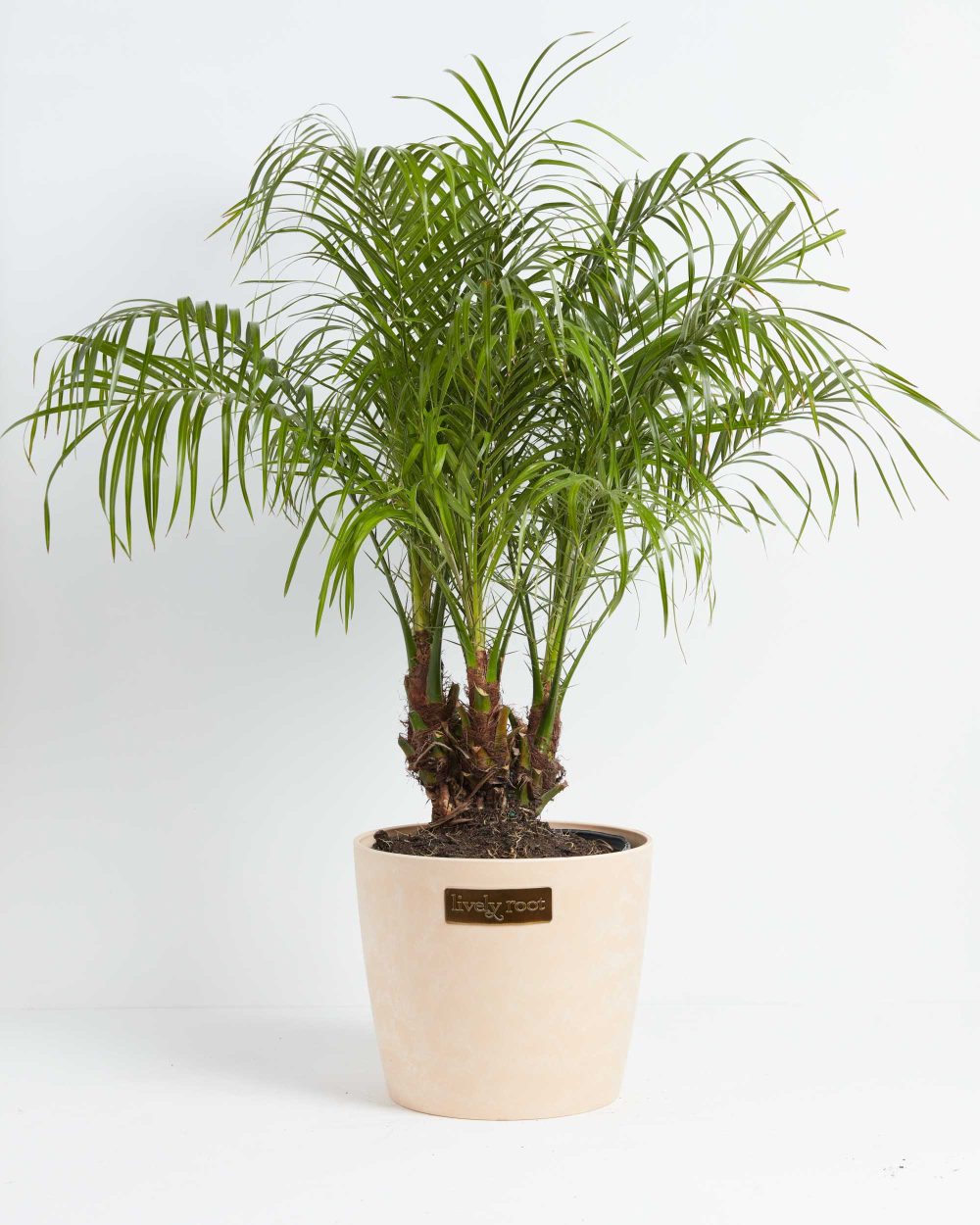 Pygmy Date Palm - Image 7