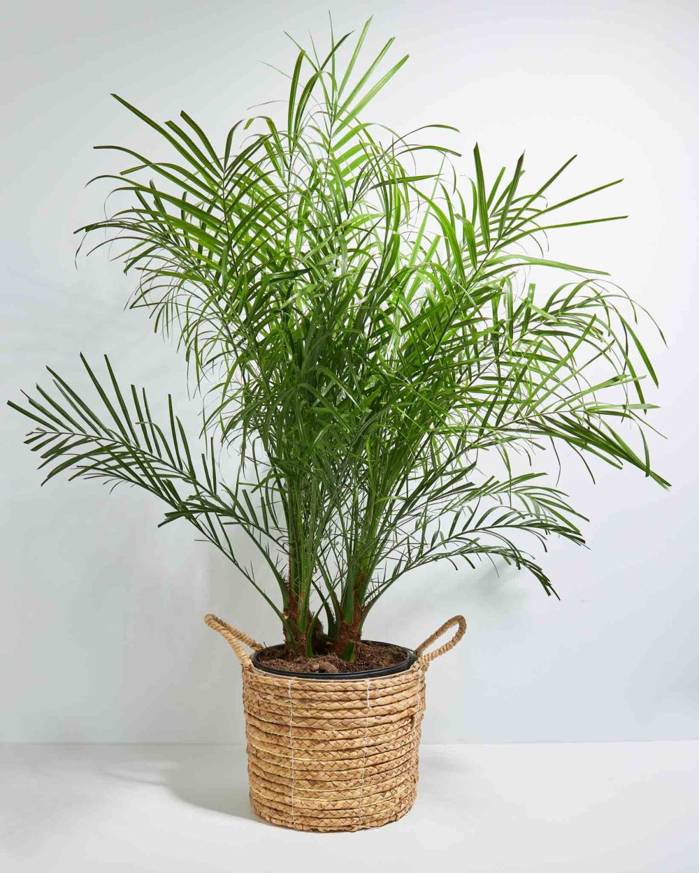 Pygmy Date Palm - Image 8
