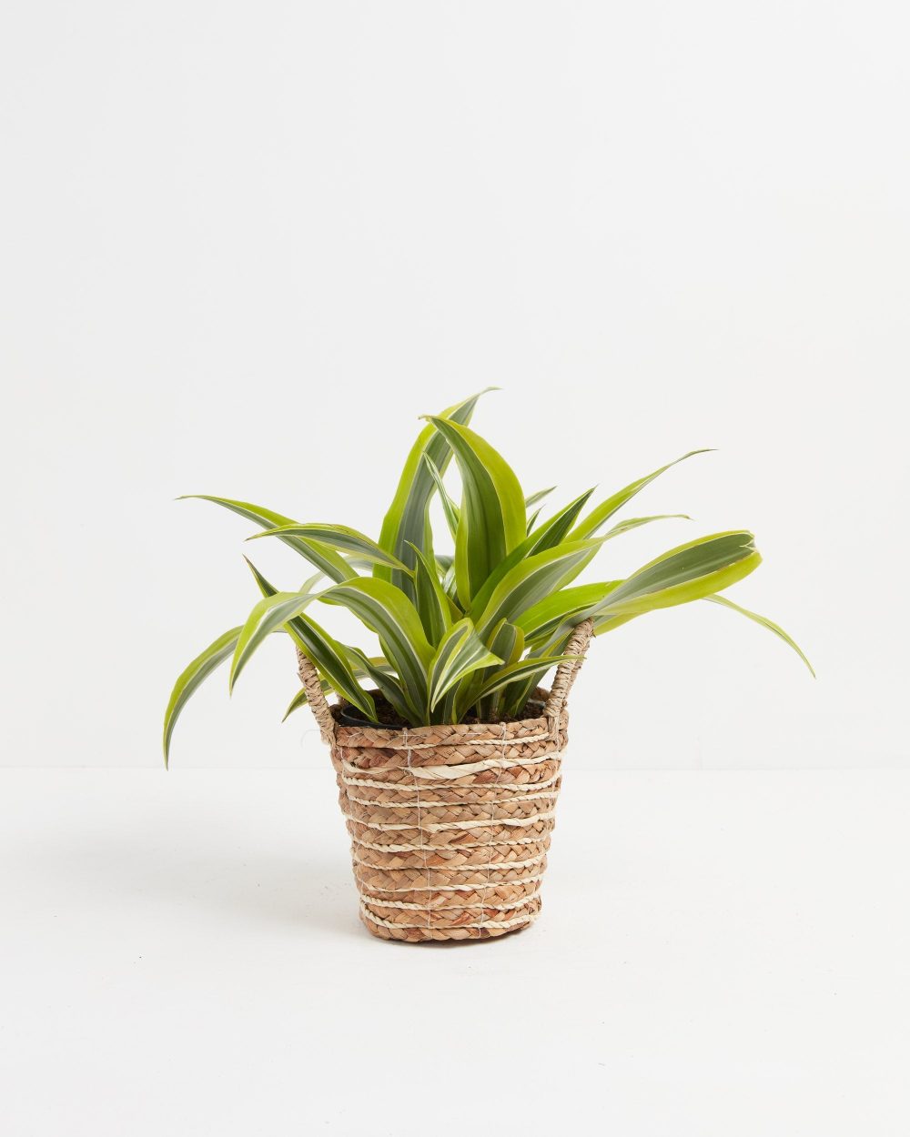 Dracaena Lemon Lime - Image 25