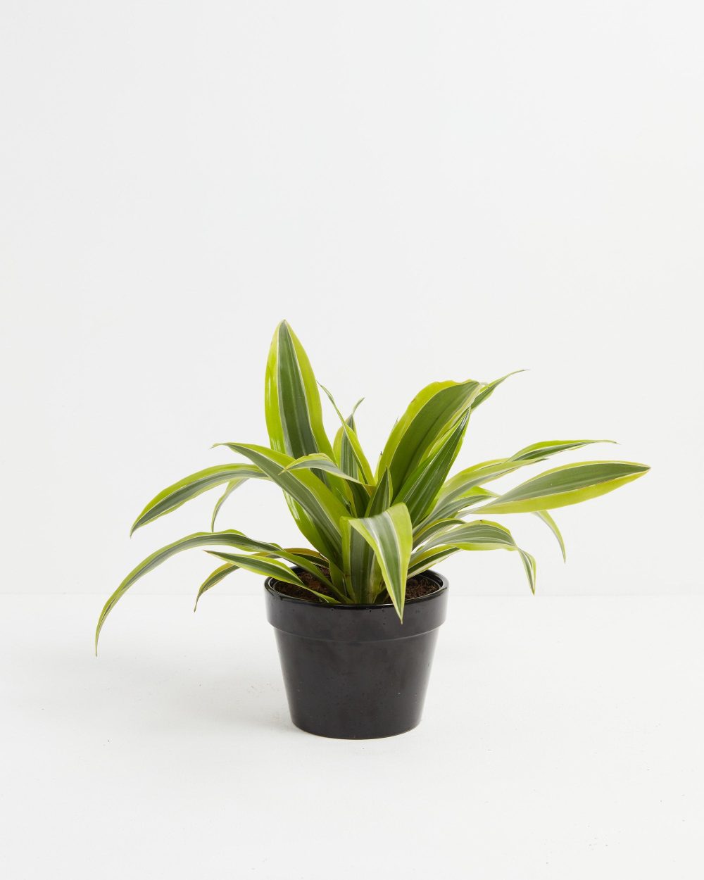 Dracaena Lemon Lime - Image 7