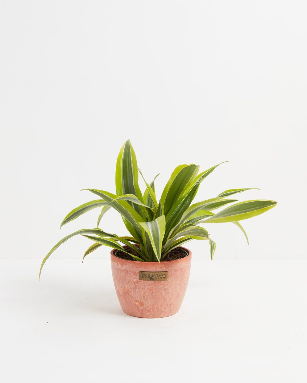 Dracaena Lemon Lime - Image 16