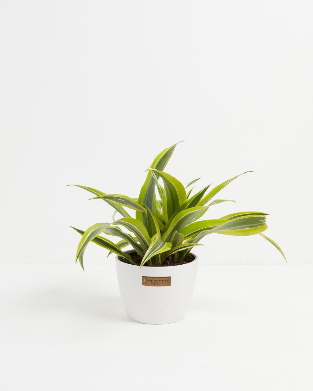 Dracaena Lemon Lime - Image 14