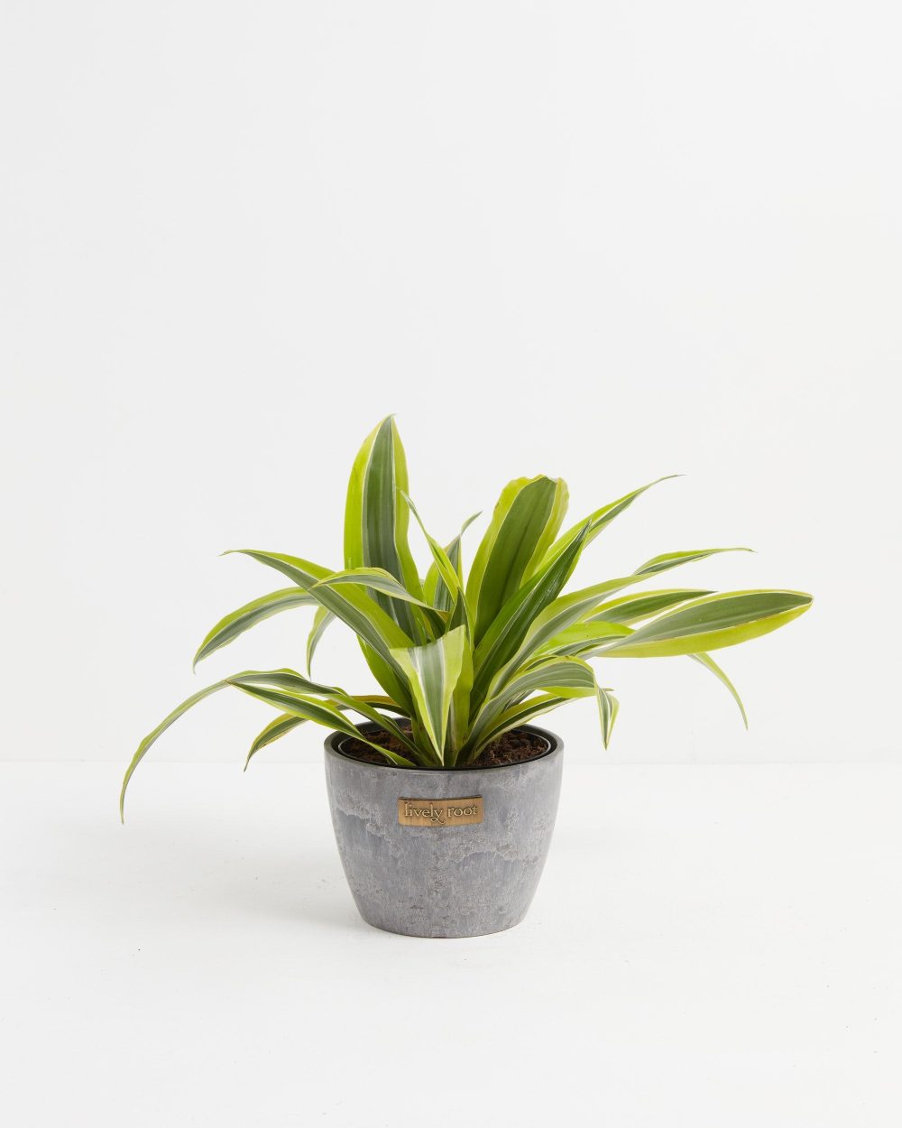 Dracaena Lemon Lime - Image 15