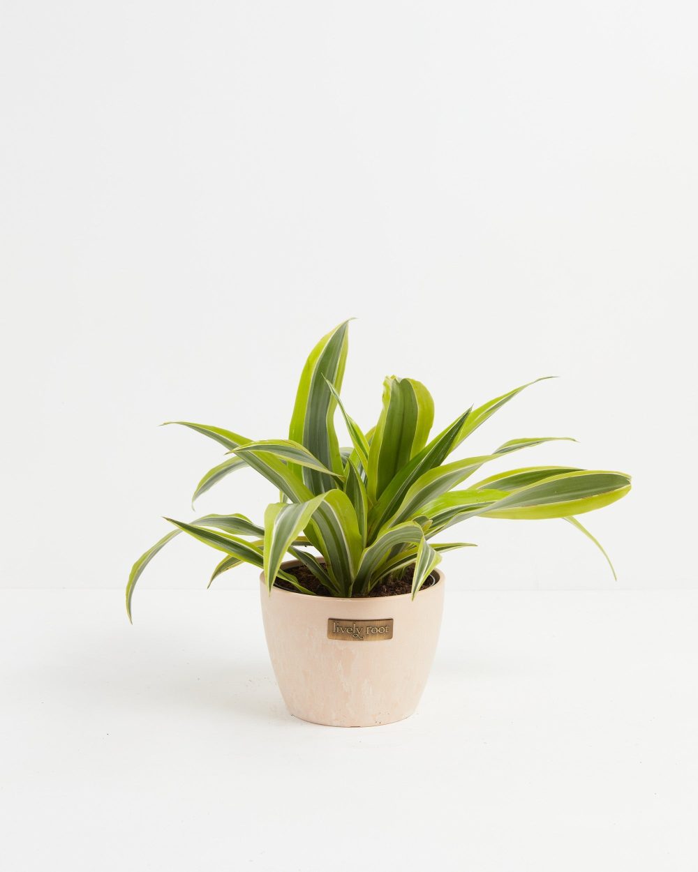 Dracaena Lemon Lime - Image 17