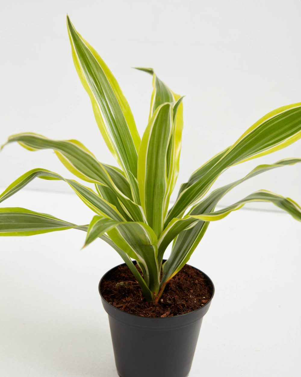 Dracaena Lemon Lime - Image 6