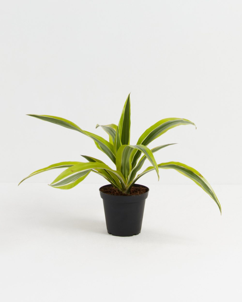 Dracaena Lemon Lime - Image 8