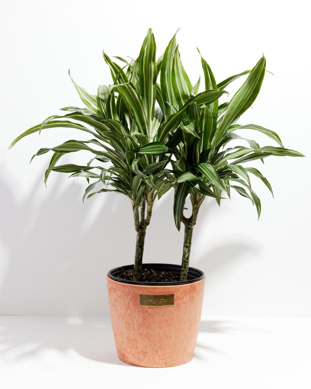 Dracaena Lemon Lime - Image 22