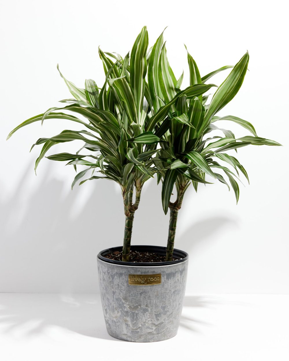 Dracaena Lemon Lime - Image 21