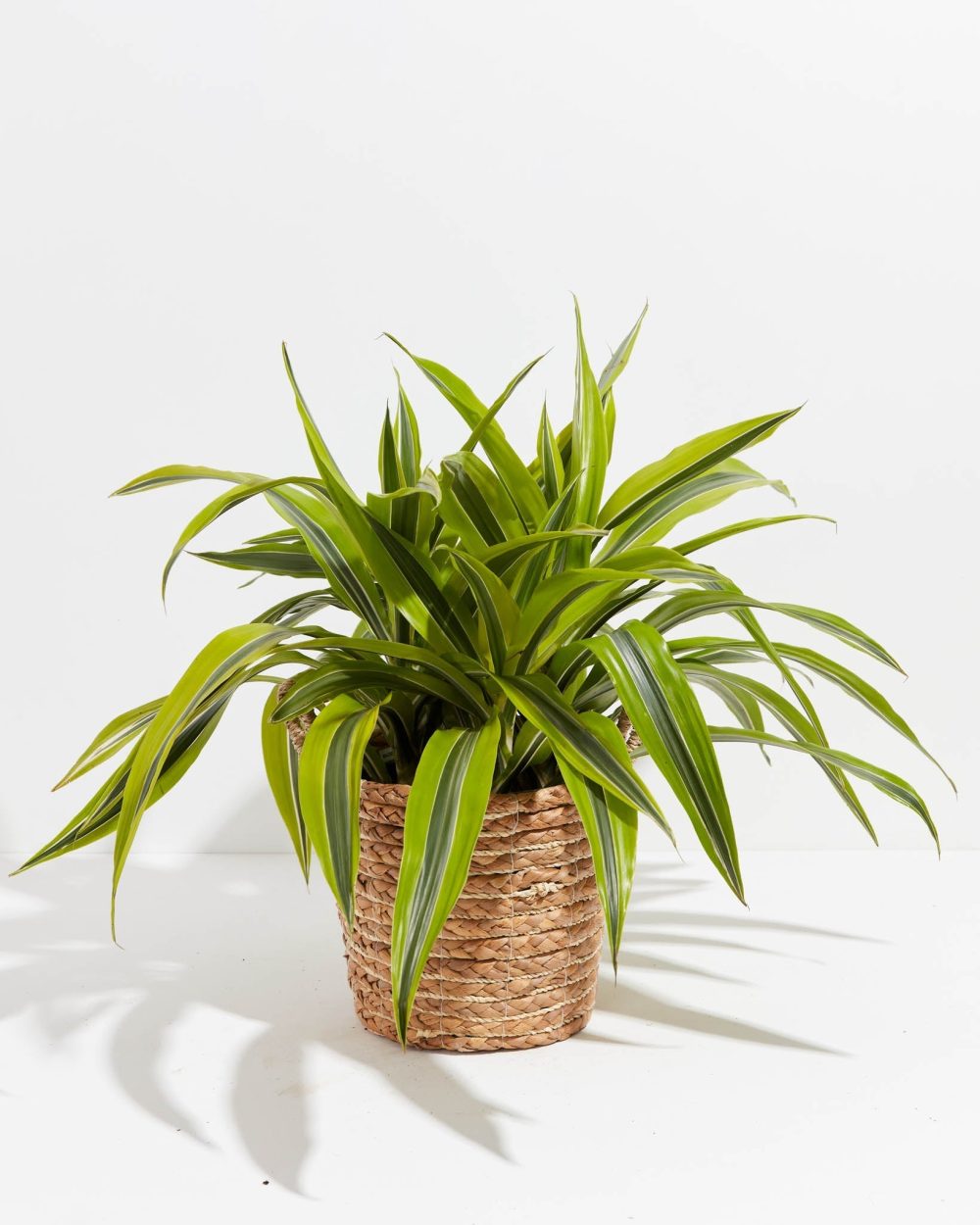 Dracaena Lemon Lime - Image 26