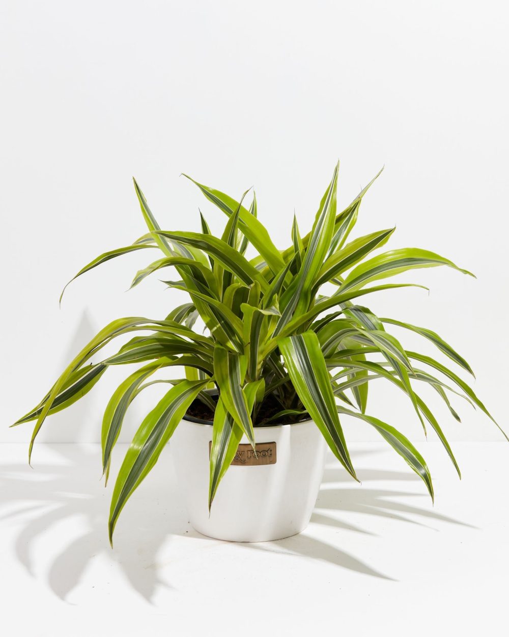Dracaena Lemon Lime - Image 18