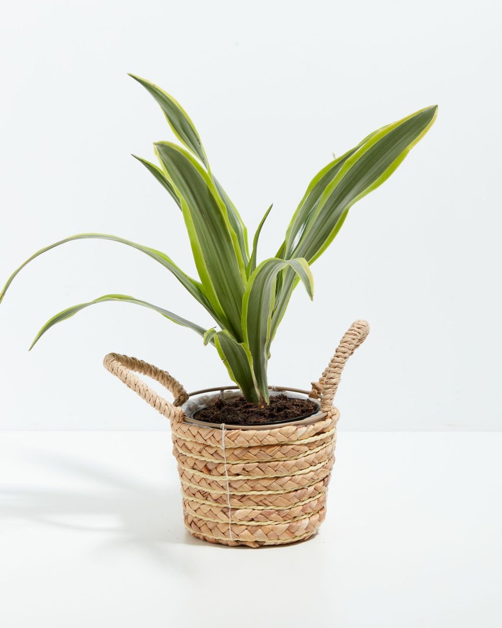 Dracaena Lemon Lime - Image 24