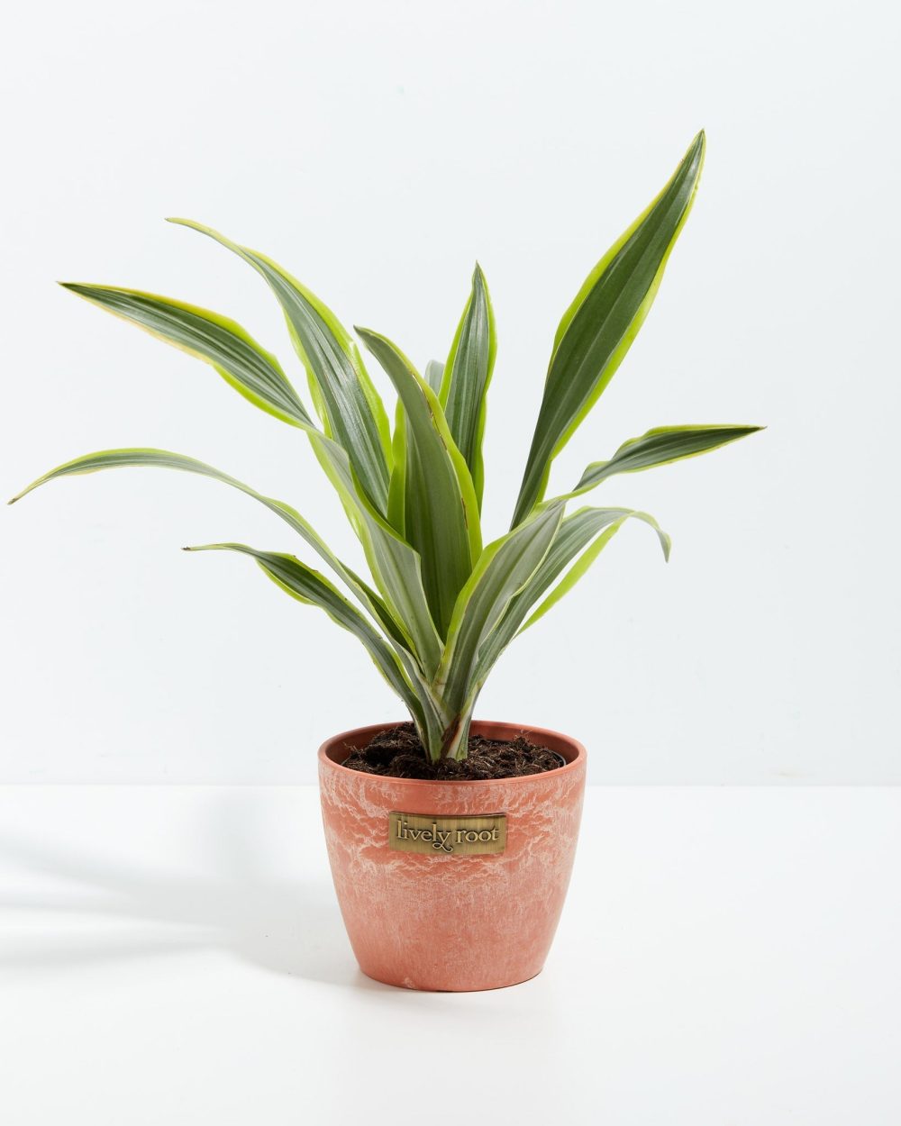 Dracaena Lemon Lime - Image 12