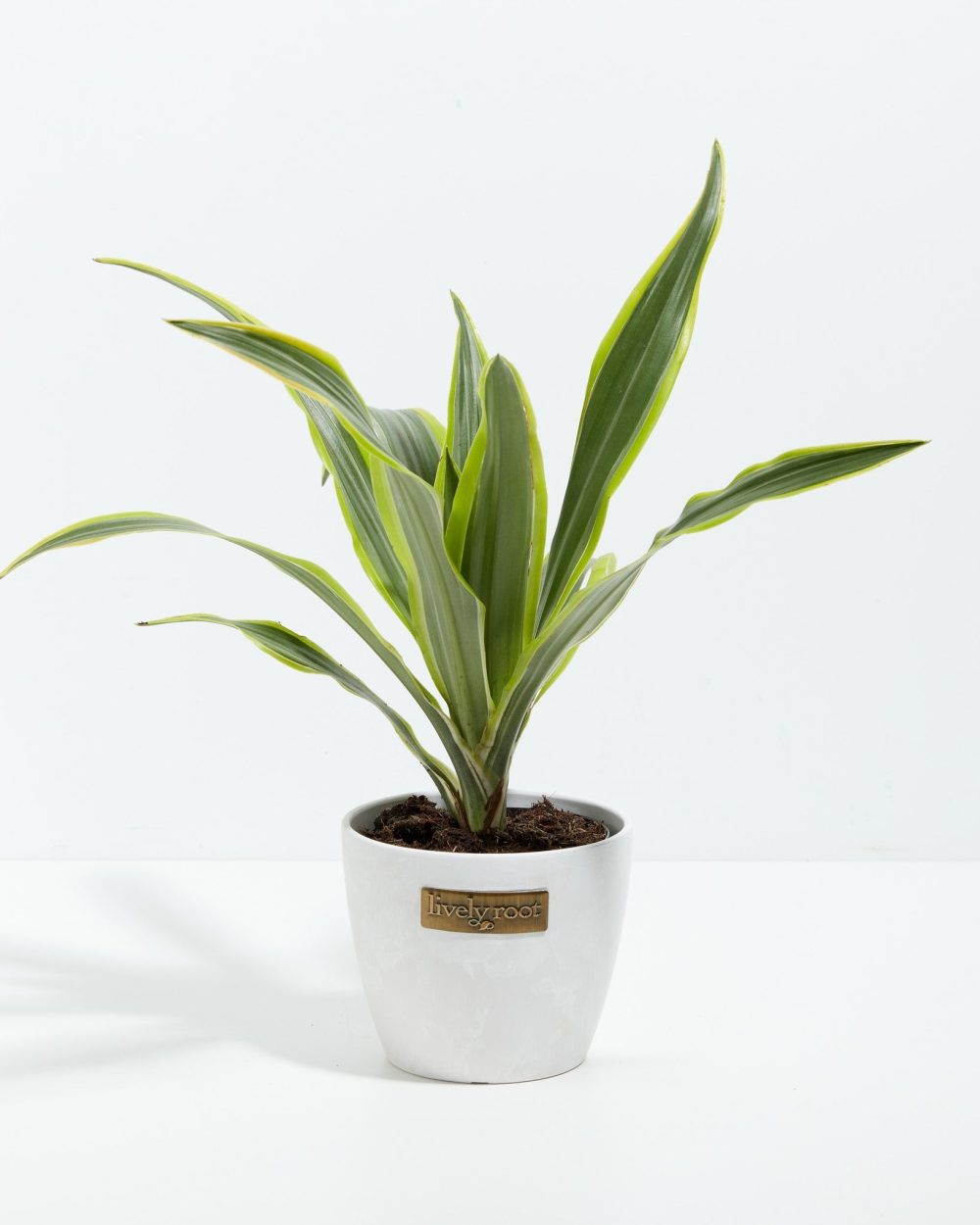Dracaena Lemon Lime - Image 10