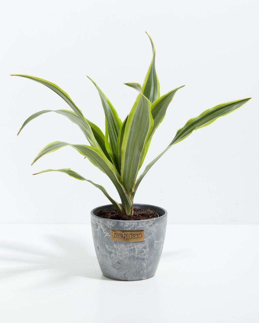 Dracaena Lemon Lime - Image 11