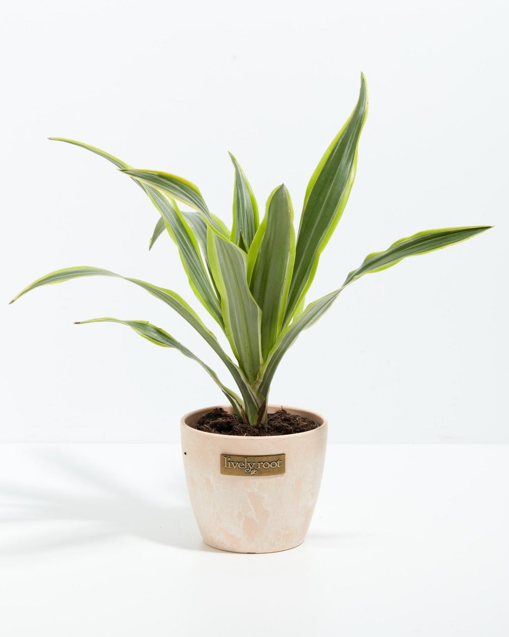 Dracaena Lemon Lime - Image 13