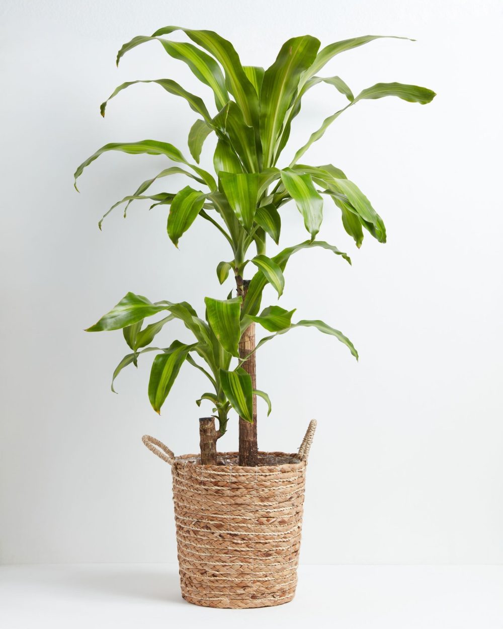 Dracaena Lemon Lime - Image 27