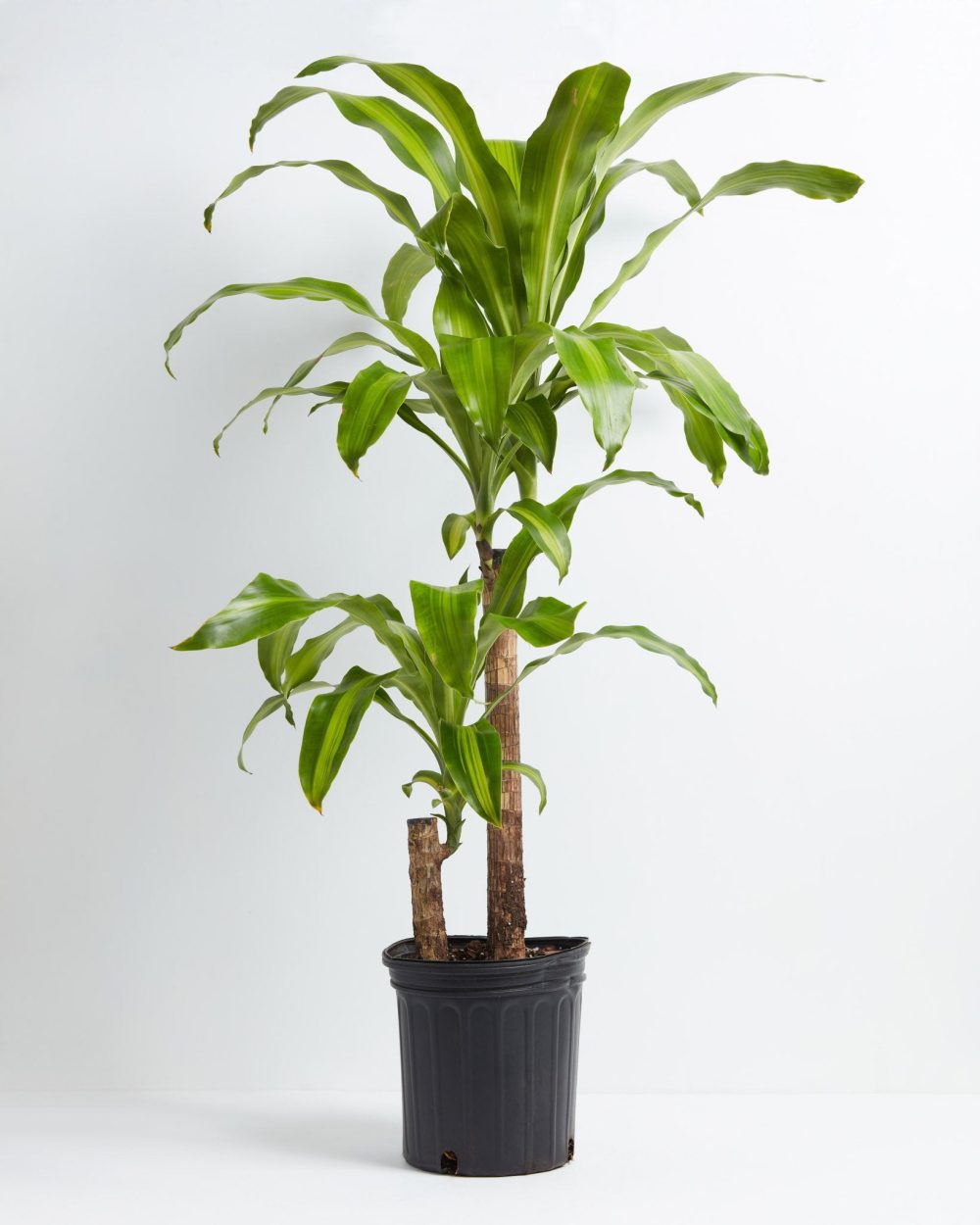 Dracaena Lemon Lime - Image 5