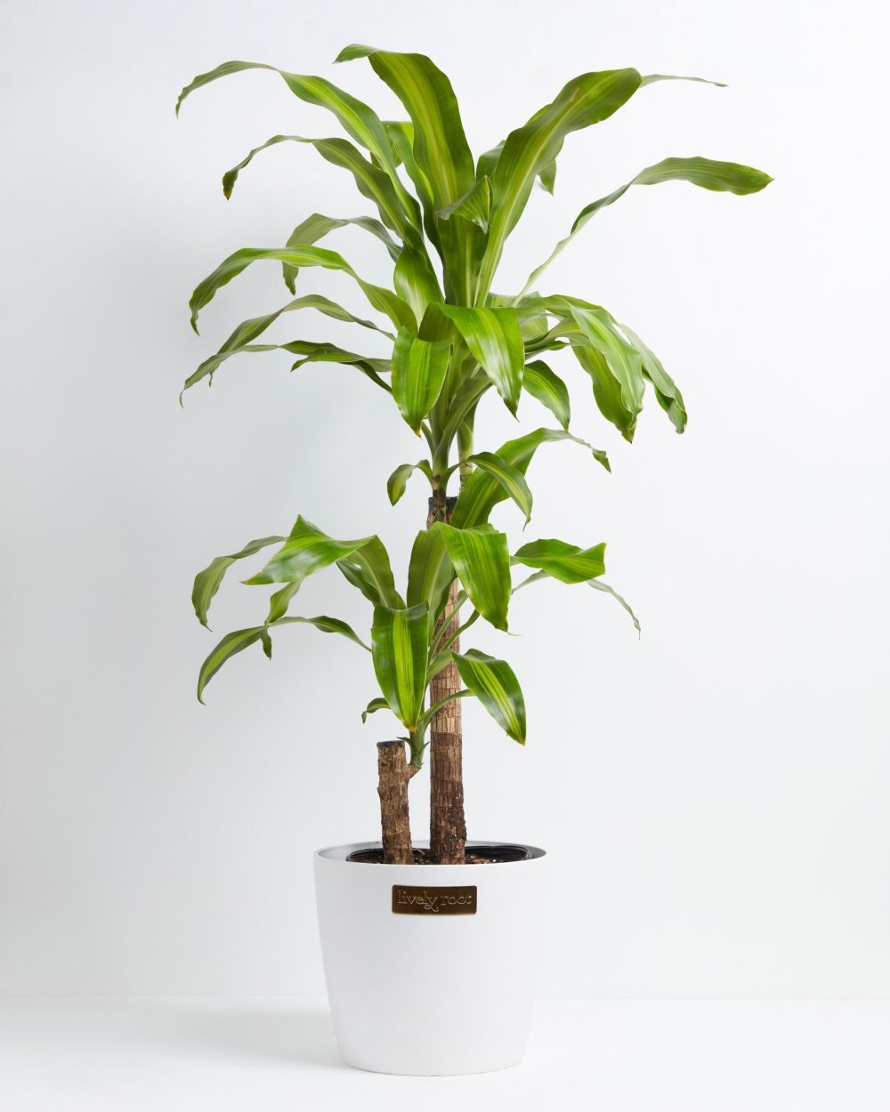 Dracaena Lemon Lime - Image 20