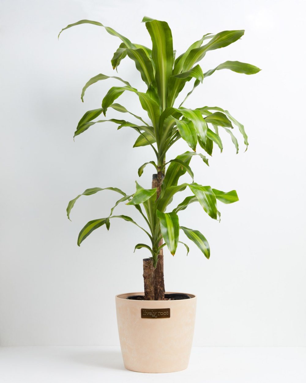 Dracaena Lemon Lime - Image 23