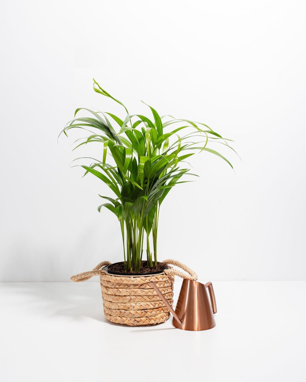 Areca Palm Indoor Tree - Image 29
