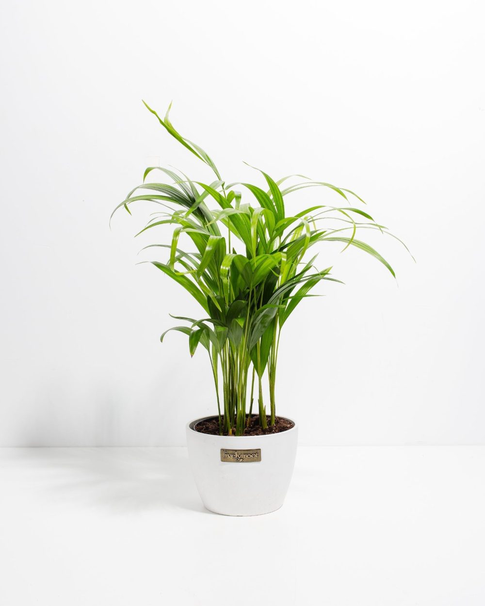 Areca Palm Indoor Tree - Image 22