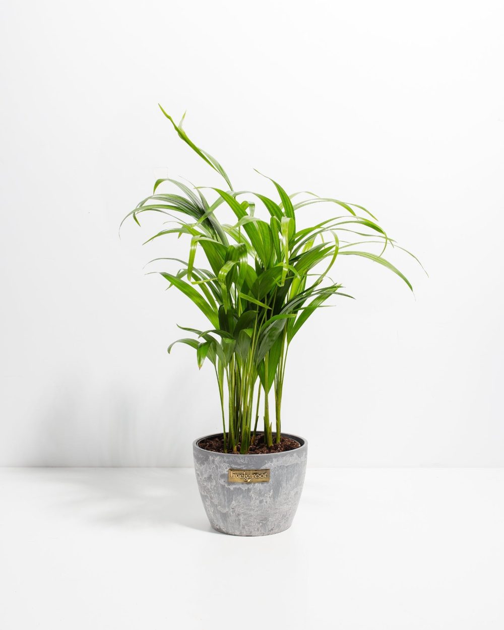 Areca Palm Indoor Tree - Image 23