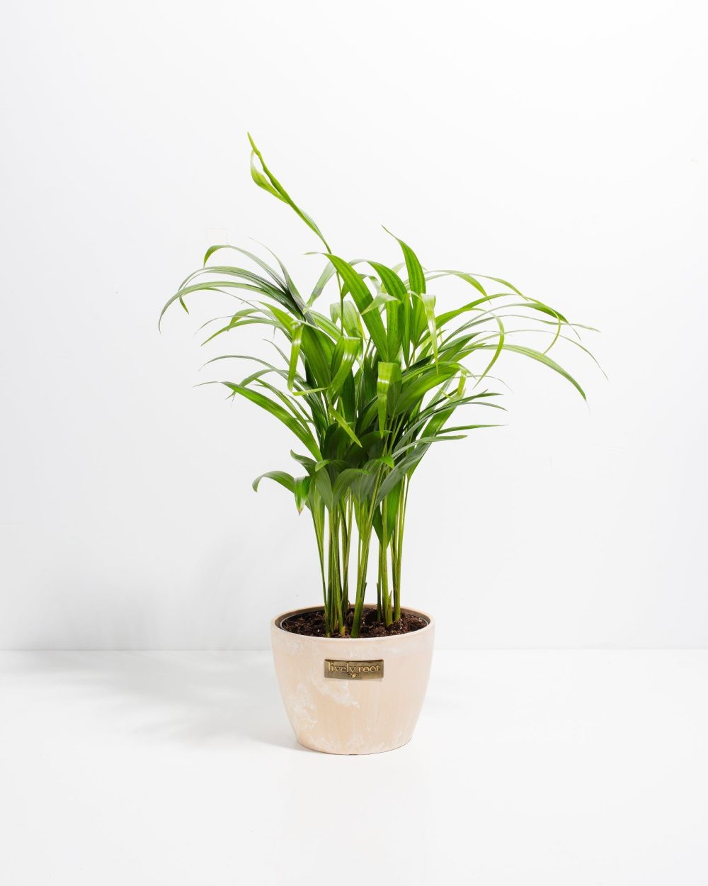 Areca Palm Indoor Tree - Image 24