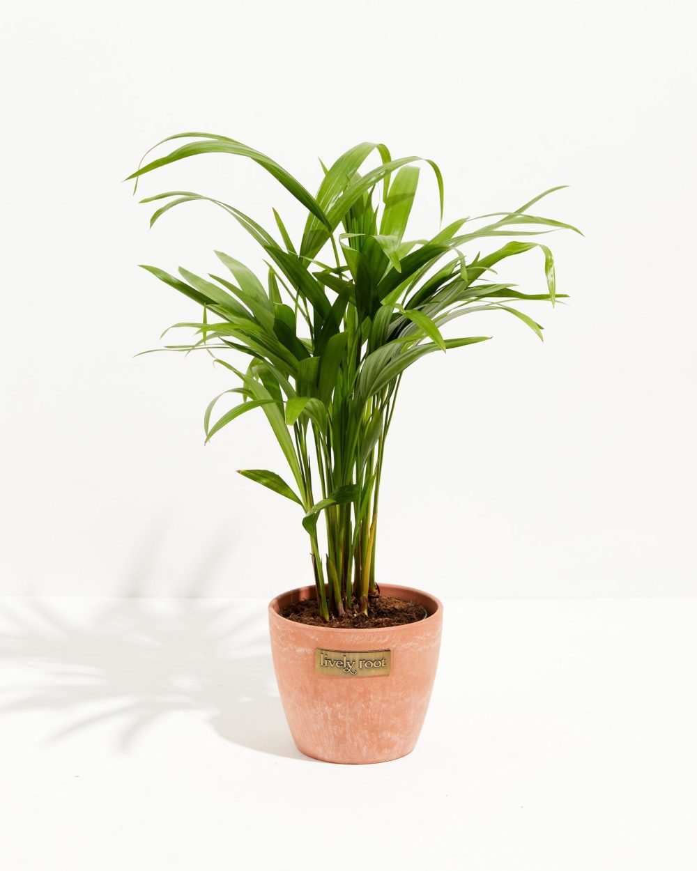 Areca Palm Indoor Tree - Image 20