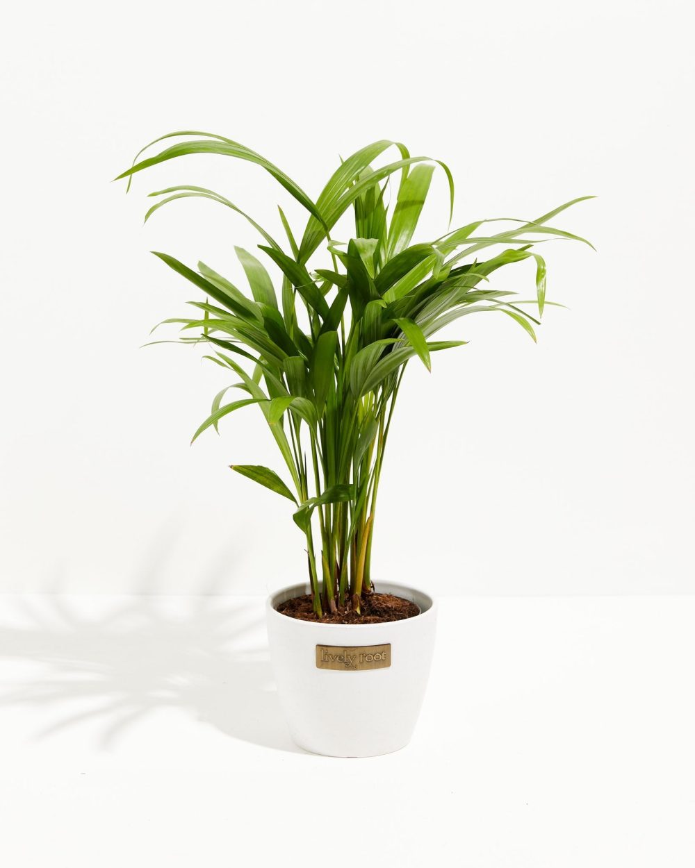 Areca Palm Indoor Tree - Image 18