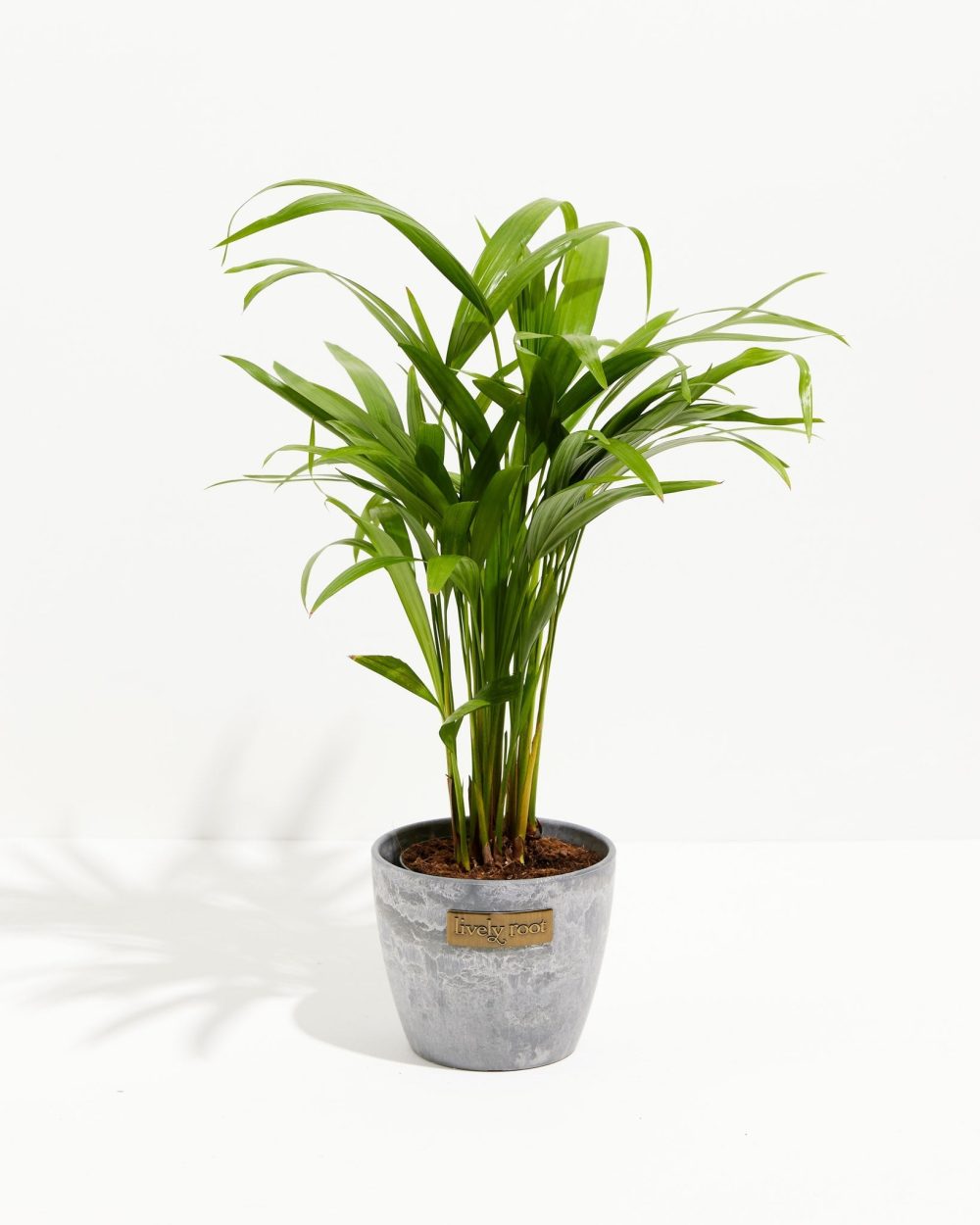 Areca Palm Indoor Tree - Image 19