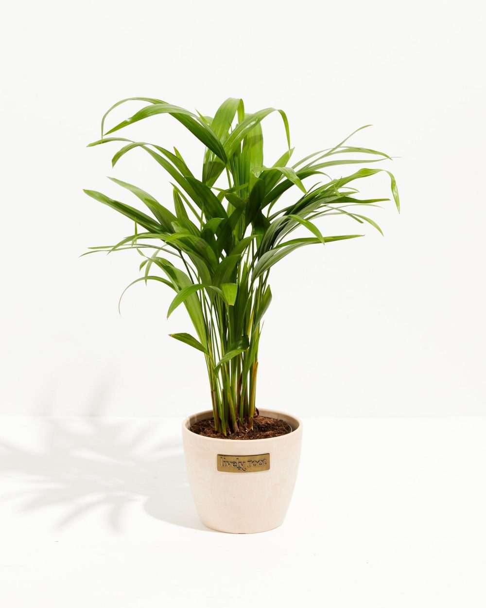 Areca Palm Indoor Tree - Image 21