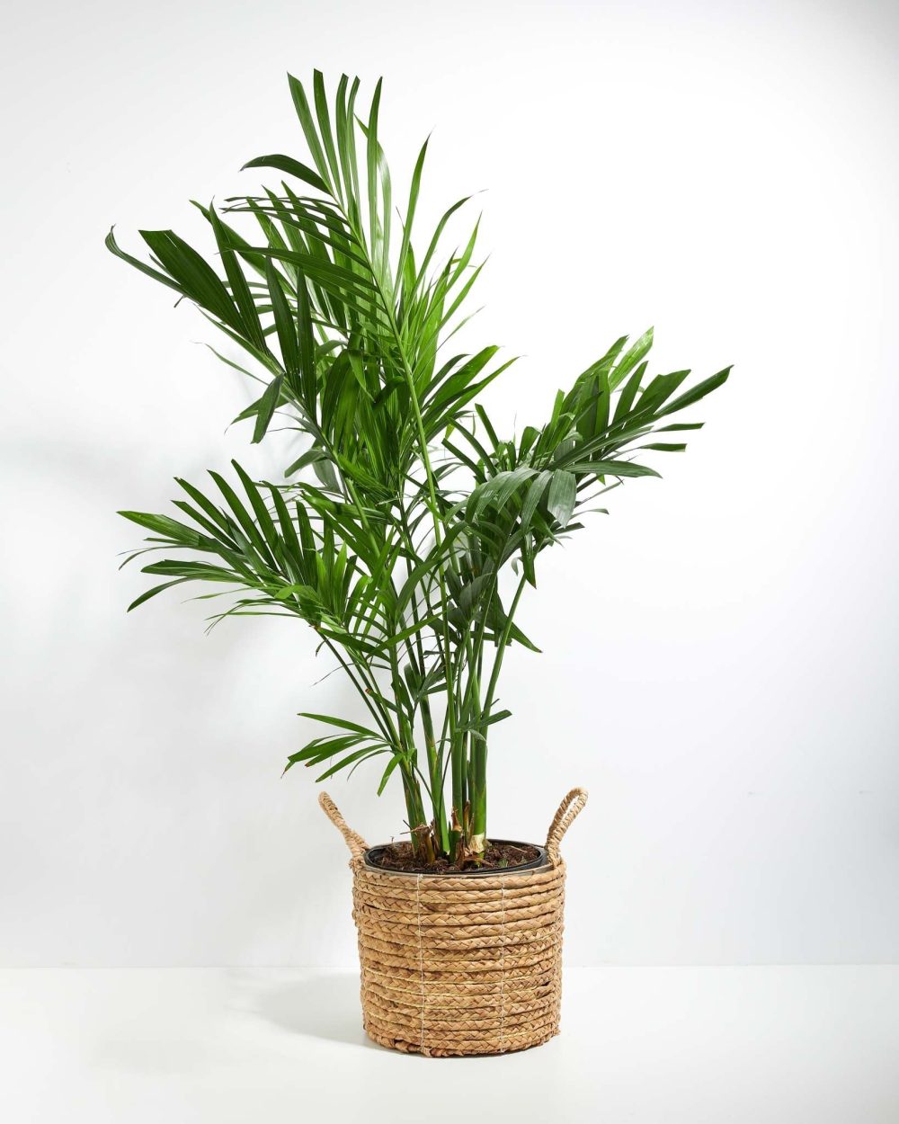 Areca Palm Indoor Tree - Image 30