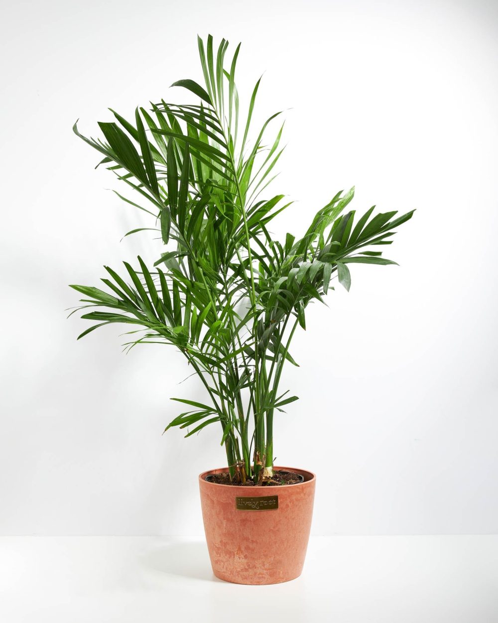Areca Palm Indoor Tree - Image 27
