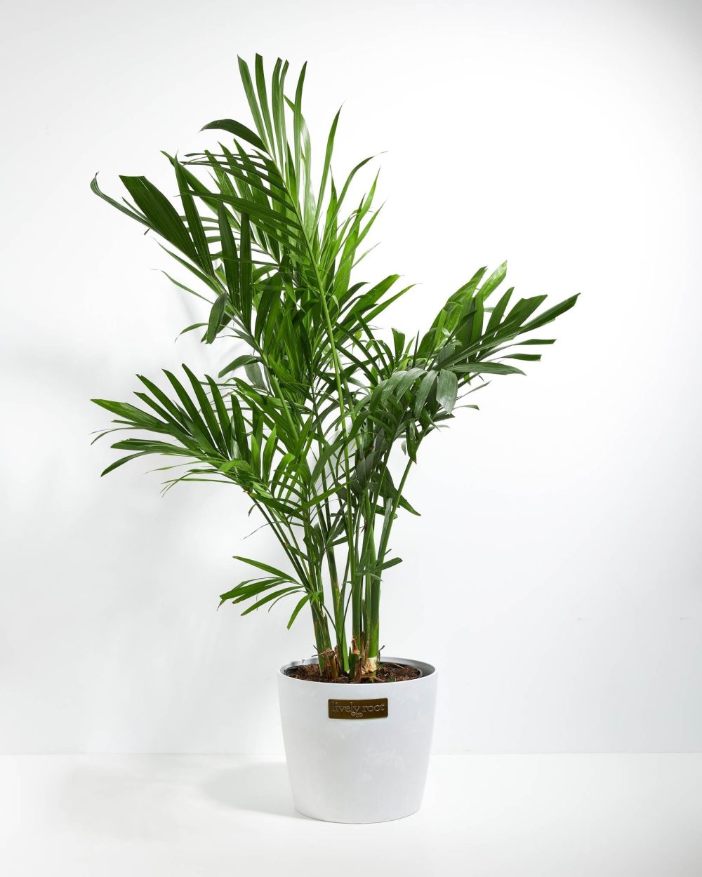 Areca Palm Indoor Tree - Image 25