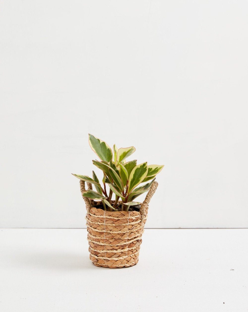 Peperomia Ginny - Image 14