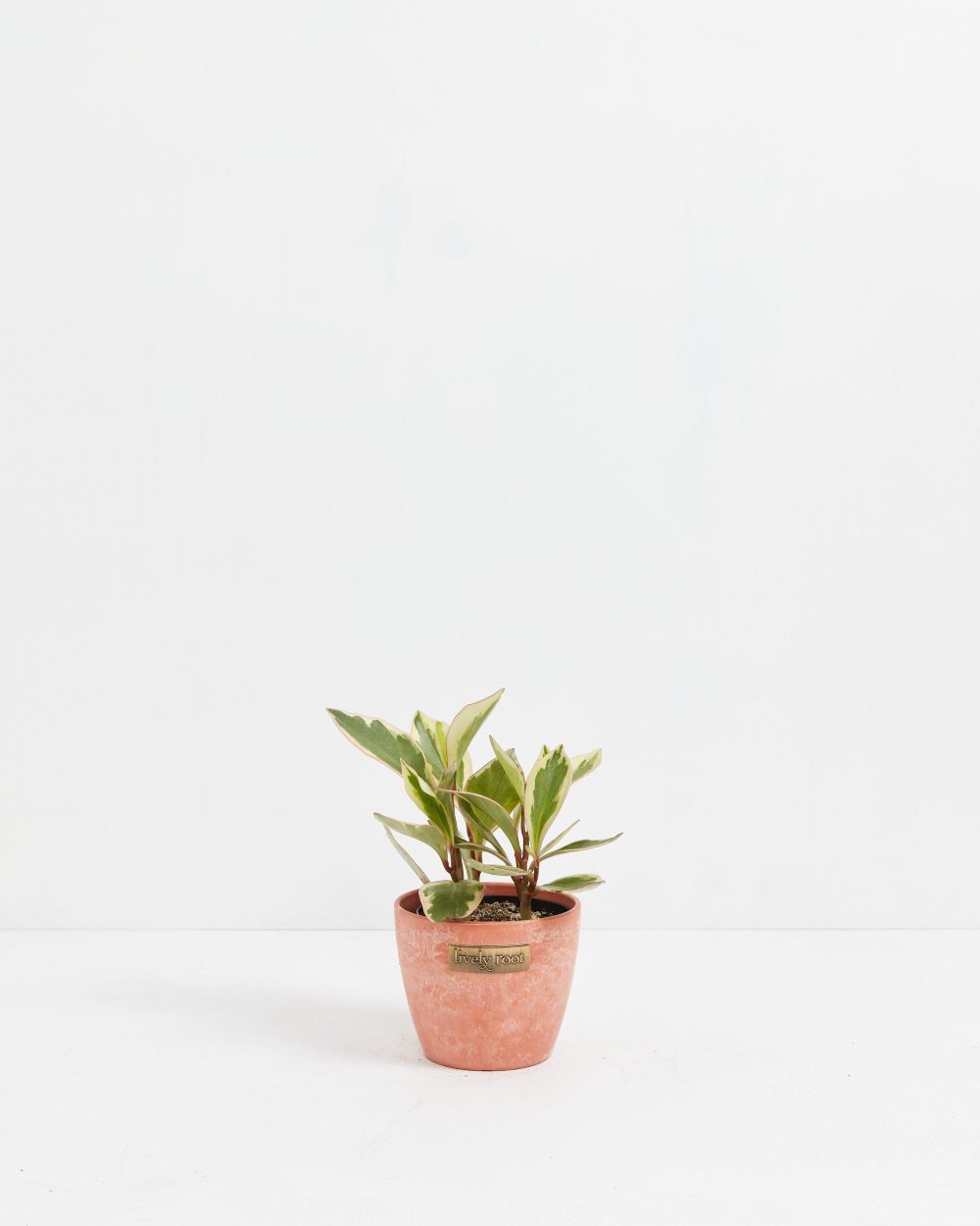 Peperomia Ginny - Image 12