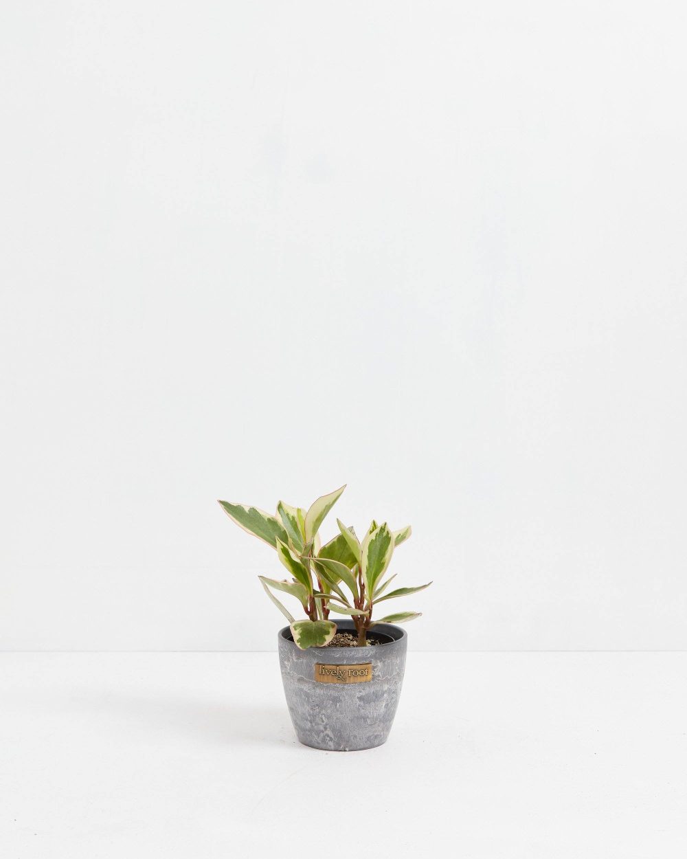 Peperomia Ginny - Image 11