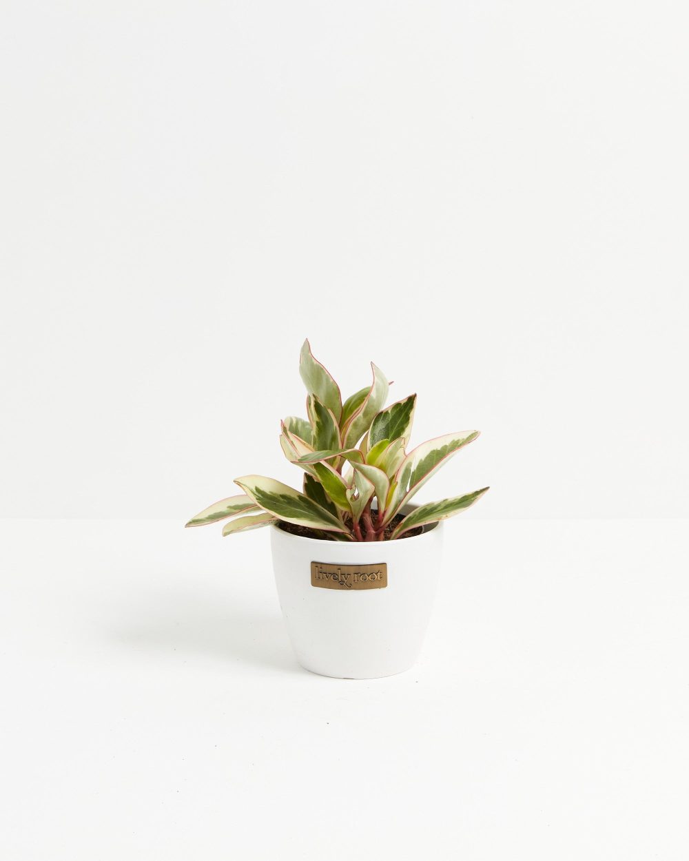 Peperomia Ginny - Image 10