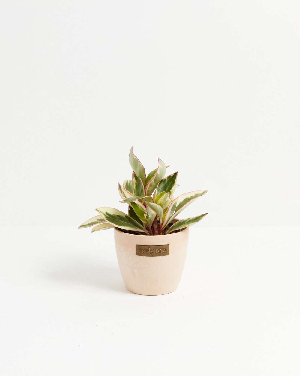 Peperomia Ginny - Image 13