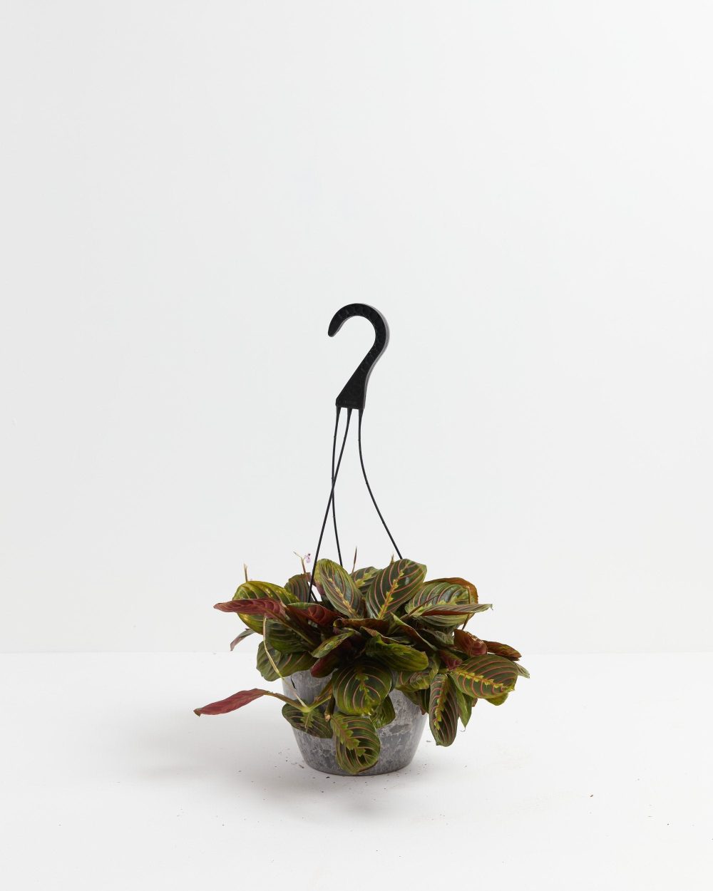 Maranta Red Prayer Plant - Image 11