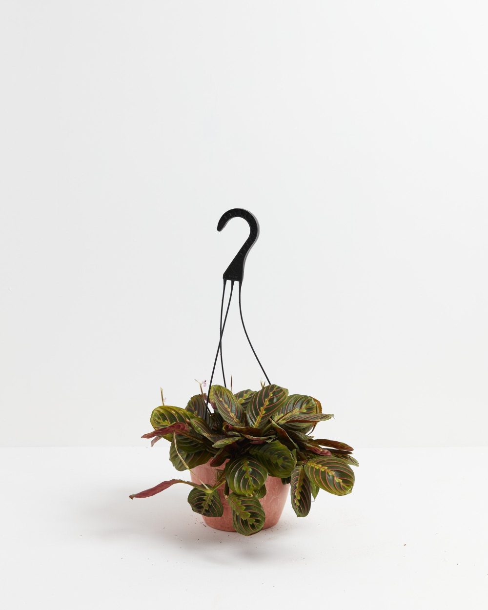 Maranta Red Prayer Plant - Image 12