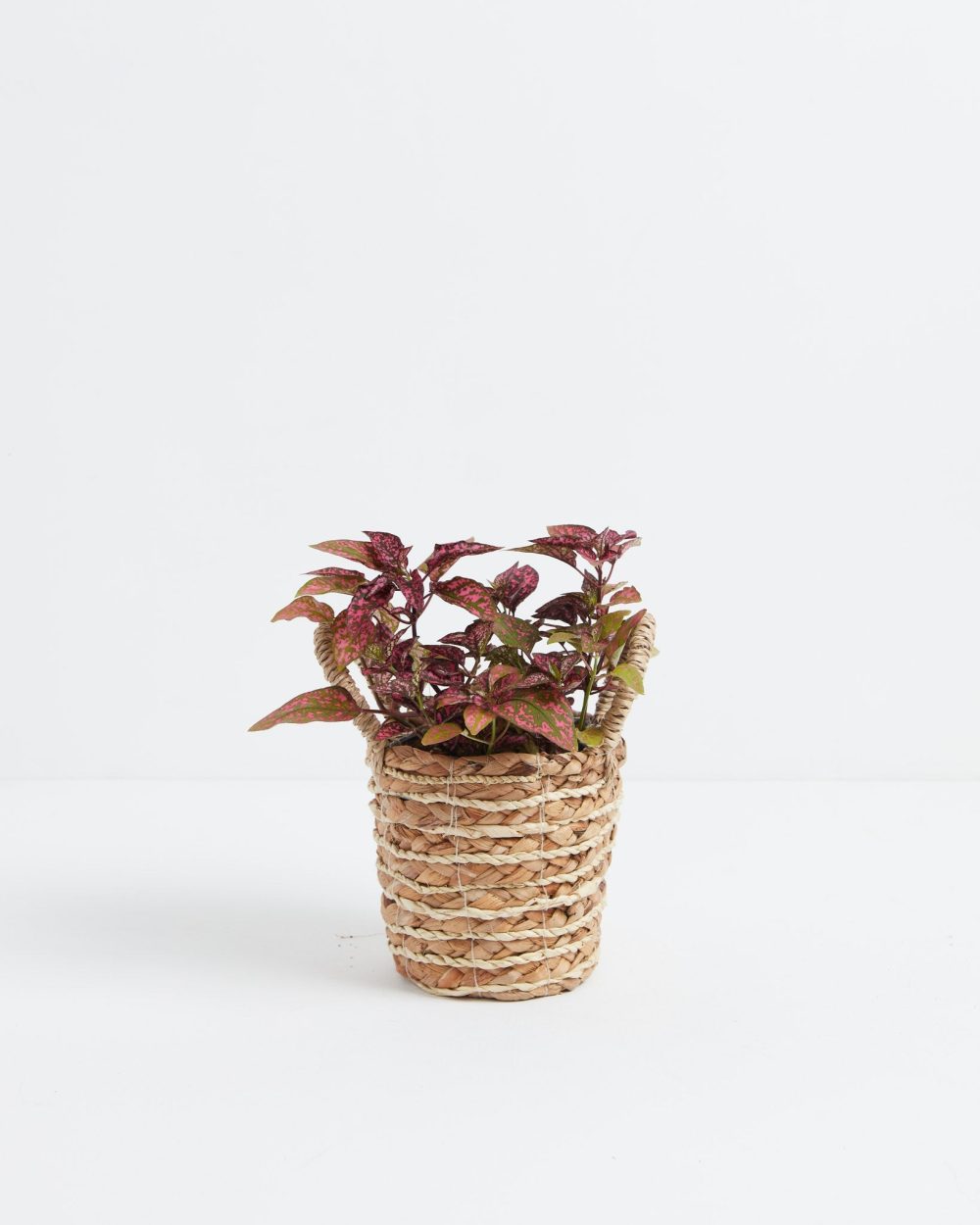 Pink Polka Dot Plant - Image 12